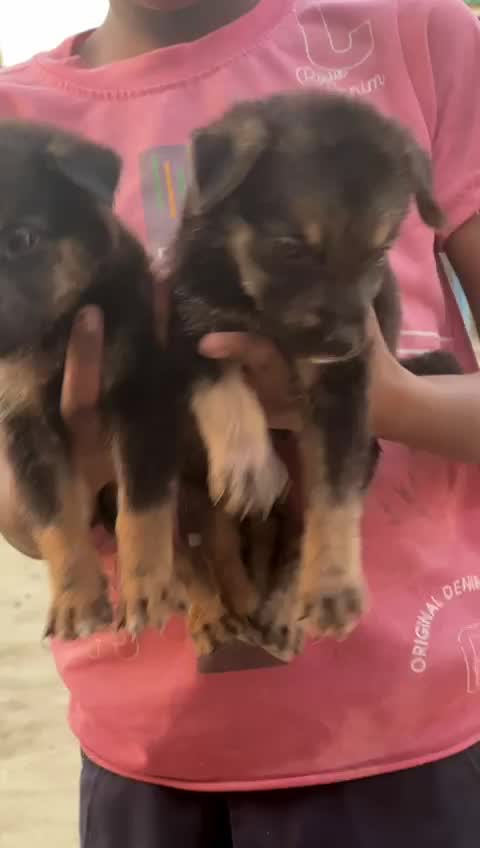 German Shepherd Puppy, farm video
