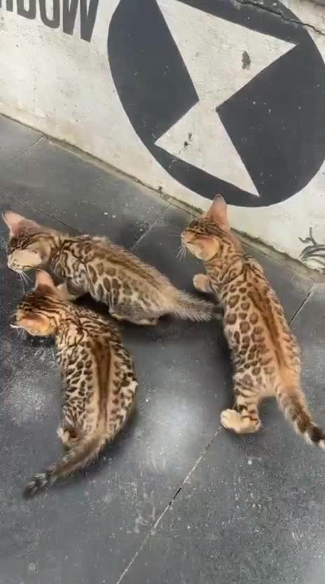 Bengal Kitten, farm video