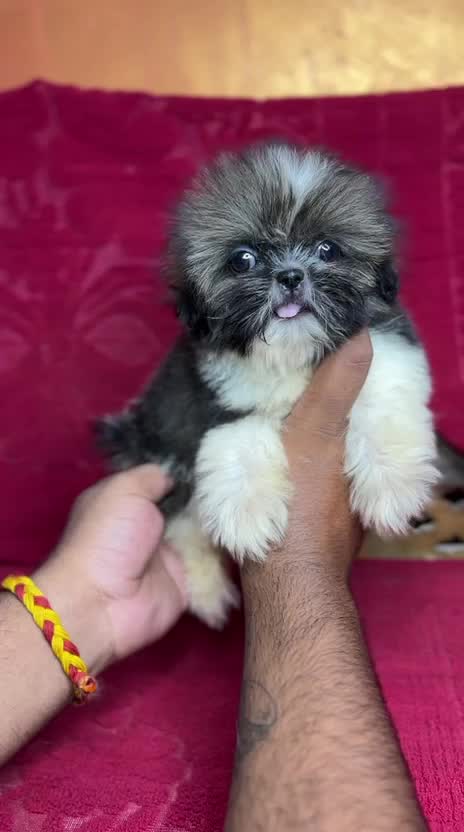Shih Tzu | Black Color, farm video