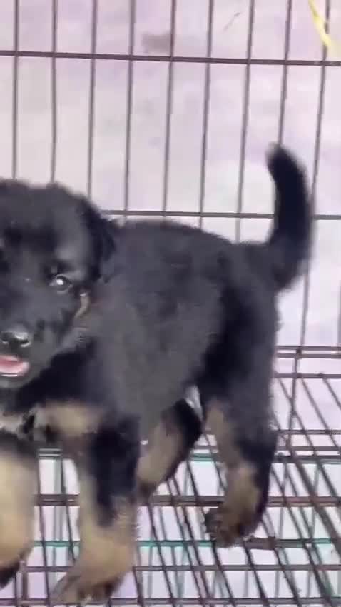 German Shepherd Puppy, farm video