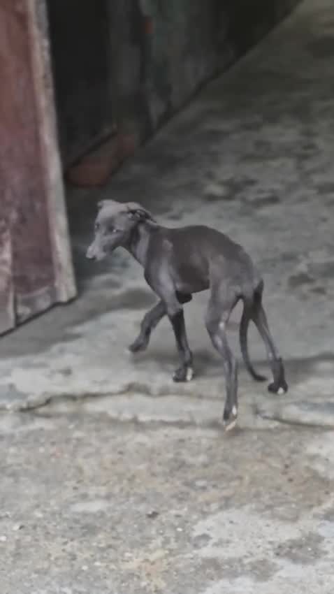 Mudhol Hound Puppy, farm video