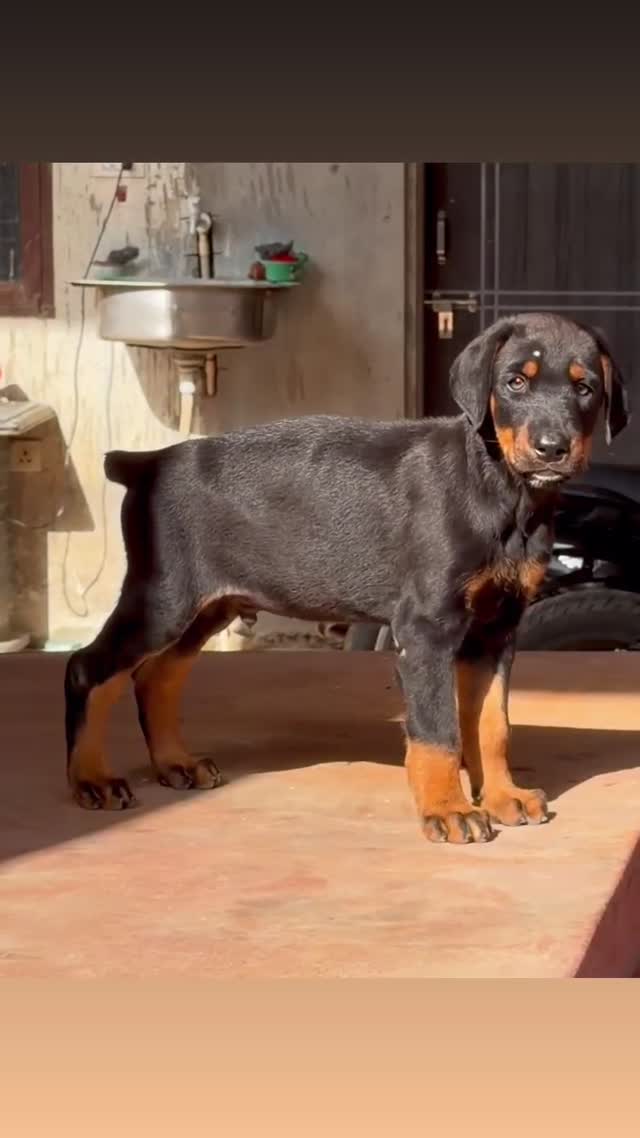 European Doberman Puppy, farm video
