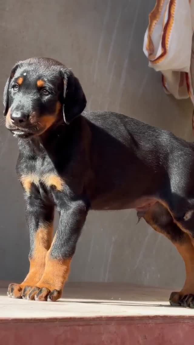 European Doberman Puppy, farm video