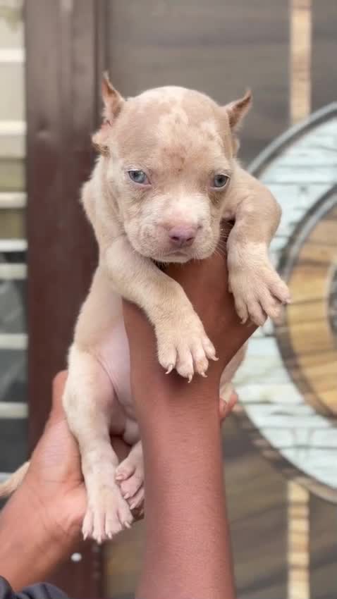 American Bully Standard Size Puppy, farm video
