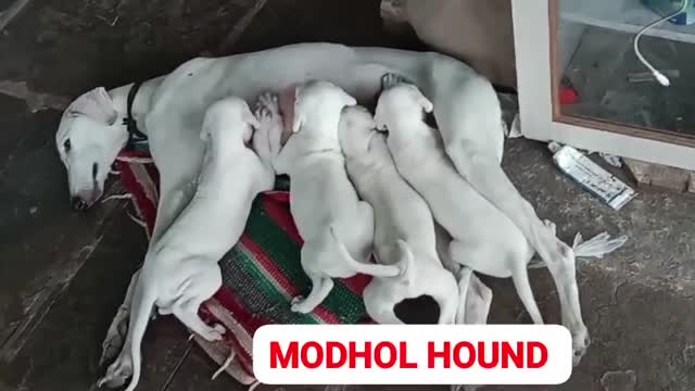 Mudhol Hound Puppy, farm video