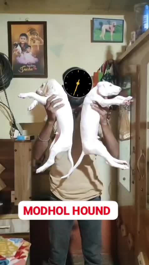 Mudhol Hound Puppy, farm video