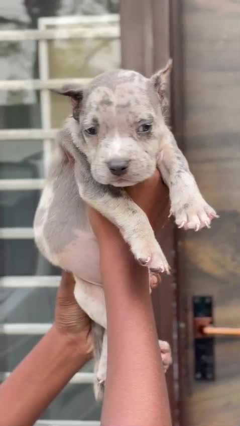 American Bully Standard Size Puppy, farm video
