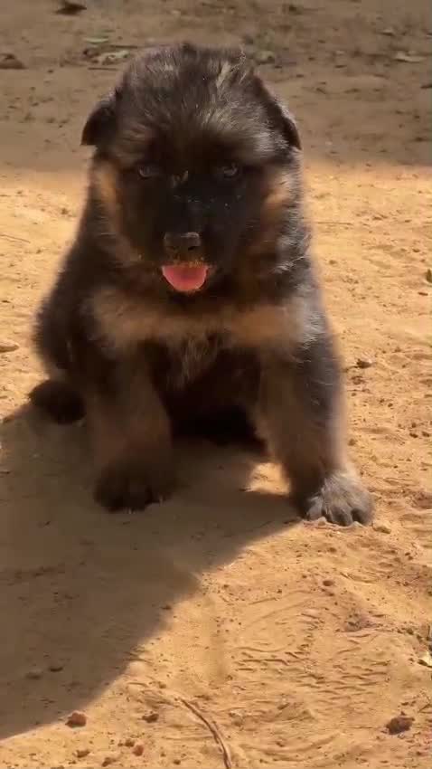 German Shepherd Puppy, farm video