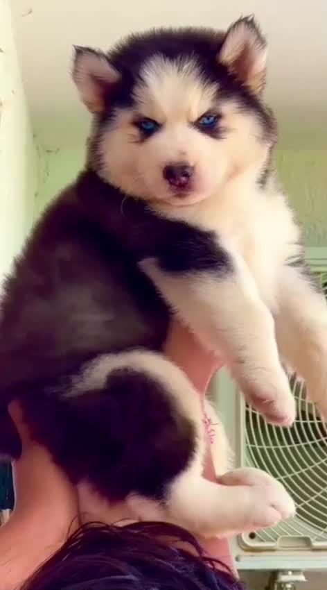 Siberian Husky Puppy | Copper & White Color, farm video