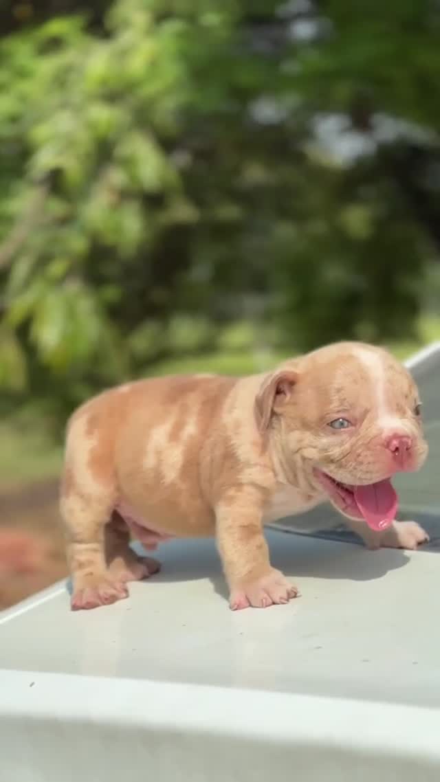 American Bully Standard Size Puppy, farm video