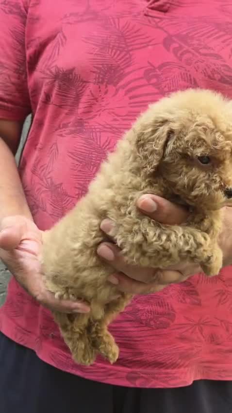 Standard Poodle Puppy, farm video