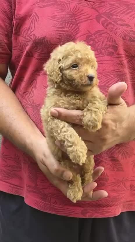 Standard Poodle Puppy, farm video