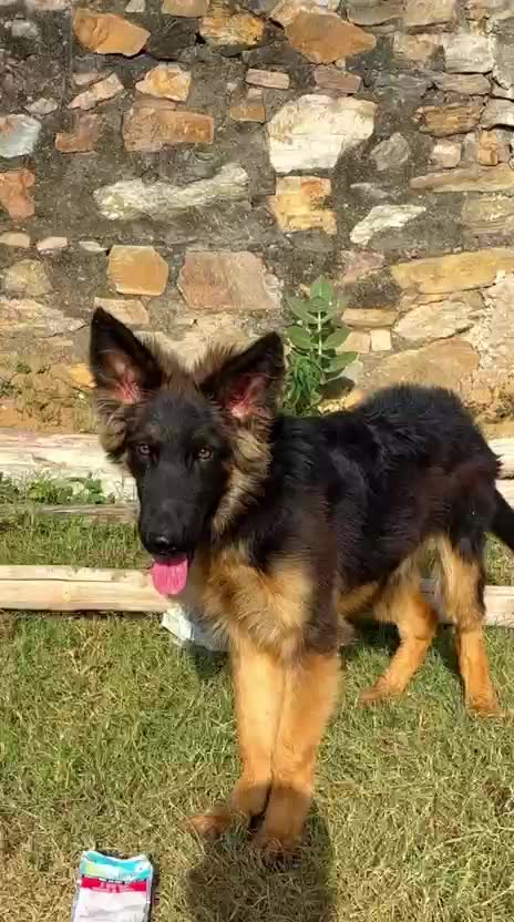 German Shepherd Puppy, farm video