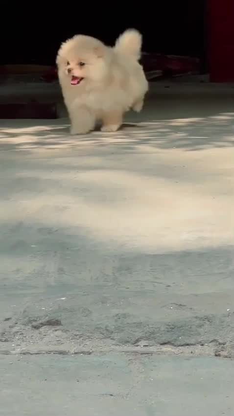 Orignal Toy Pom Puppy | Teacup Pom, farm video