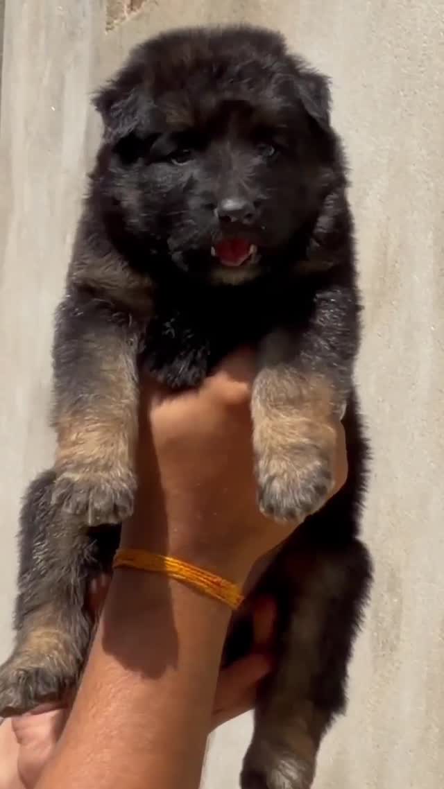 German Shepherd Puppy, farm video