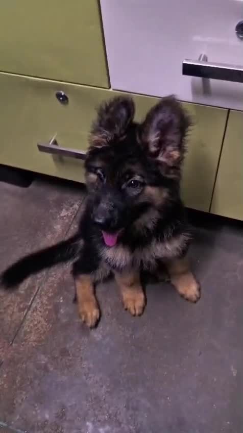 German Shepherd Puppy, farm video