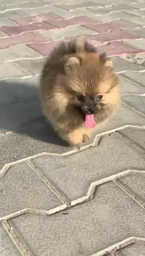 Orignal Toy Pom Puppy | Teacup Pom, farm video