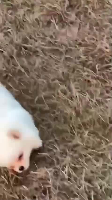 Orignal Toy Pom Puppy | Teacup Pom, farm video