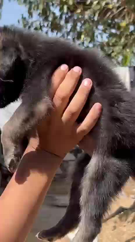 German Shepherd Puppy, farm video