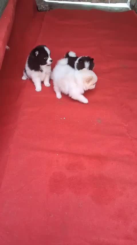 Culture Toy Pom Puppy, farm video