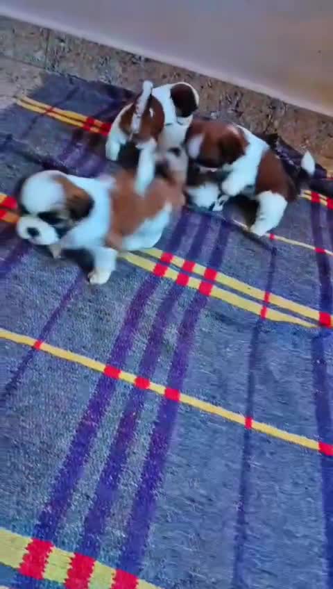 Shih Tzu | Black Color, farm video