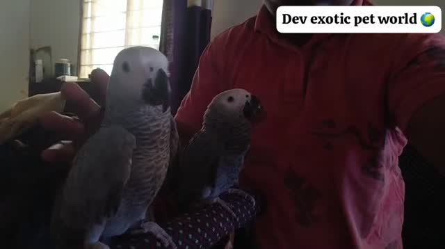 African Grey Parrot, farm video
