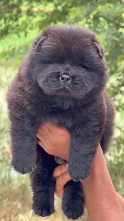 Chow Chow Puppies, farm video