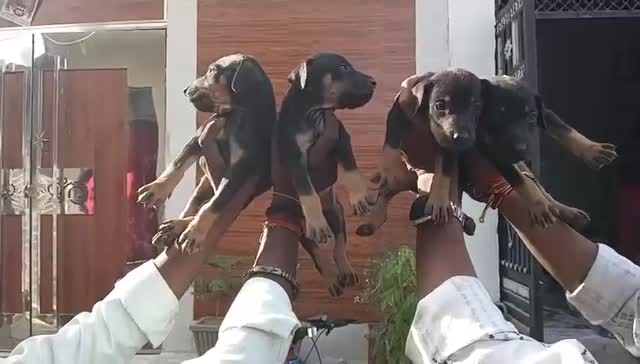 European Doberman Puppy, farm video