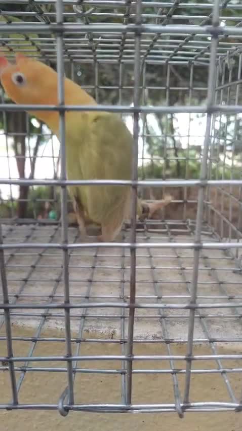 African Love Birds | Yellow & Orange, farm video