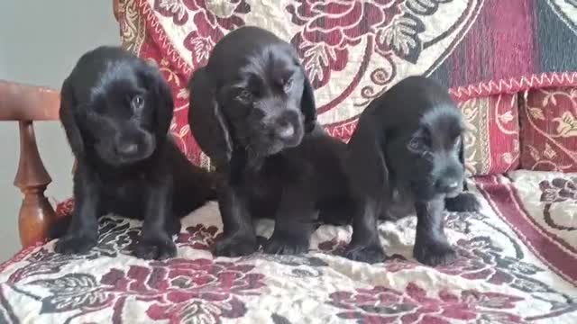Cocker Spaniel Puppy | Chocolate Brown Color, farm video