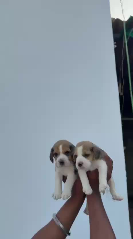 Beagle | Lemon & White | Puppy, farm video