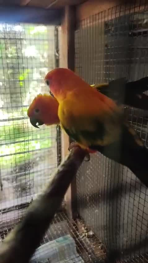 Sun Conure, farm video