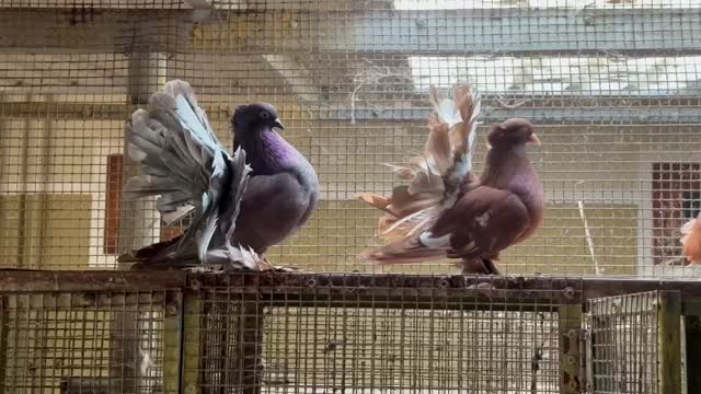 Homer Pigeon, farm video