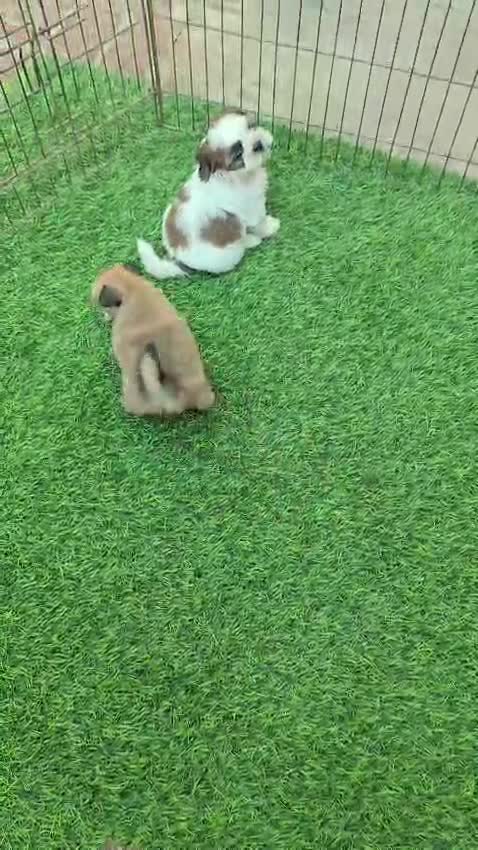 Shih Tzu | Black Color, farm video