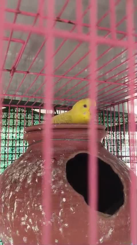 Budgies, farm video