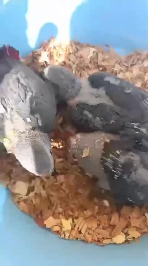 African Grey Parrot, farm video