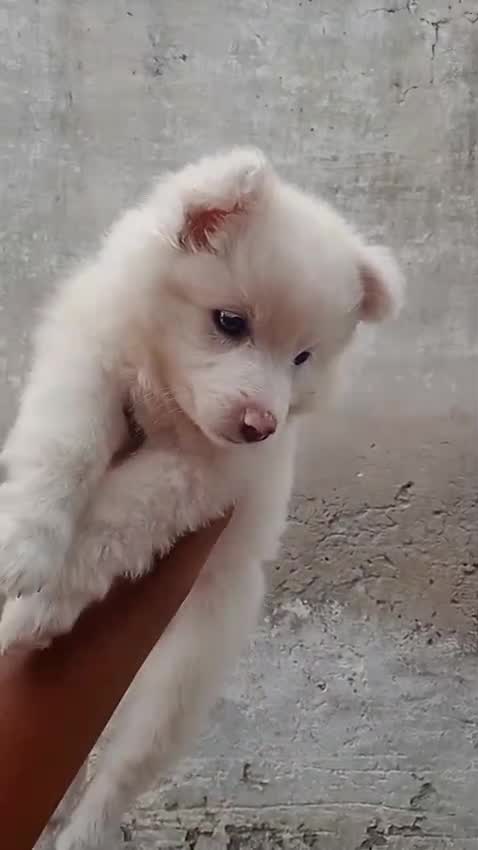 Culture Pom Puppy, farm video