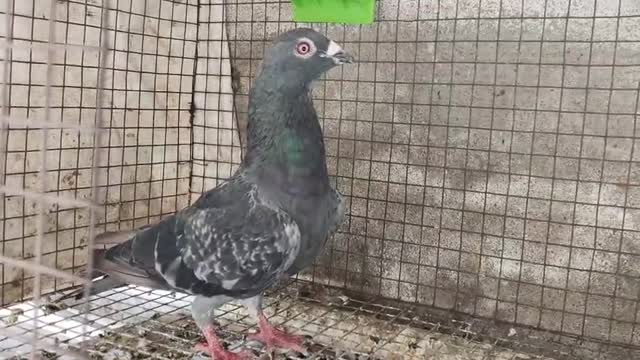 Homer Pigeon, farm video