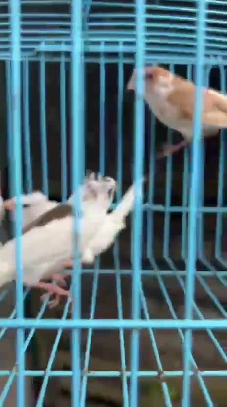 Sulphur Crested Cockatoo, farm video