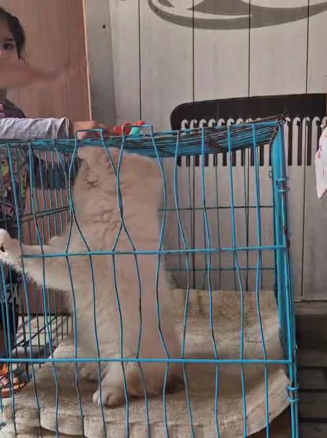 Culture Pom Puppy | White Color, farm video