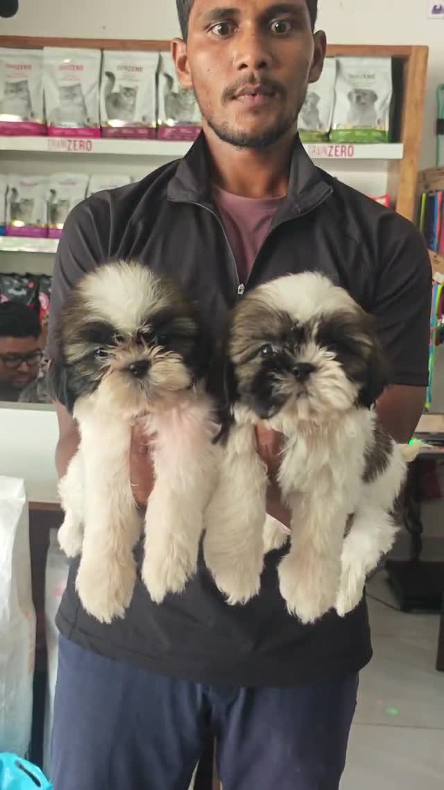 Shih Tzu | Black Color, farm video