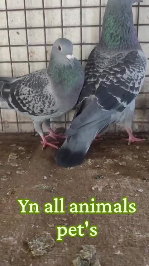 Homer Pigeon, farm video