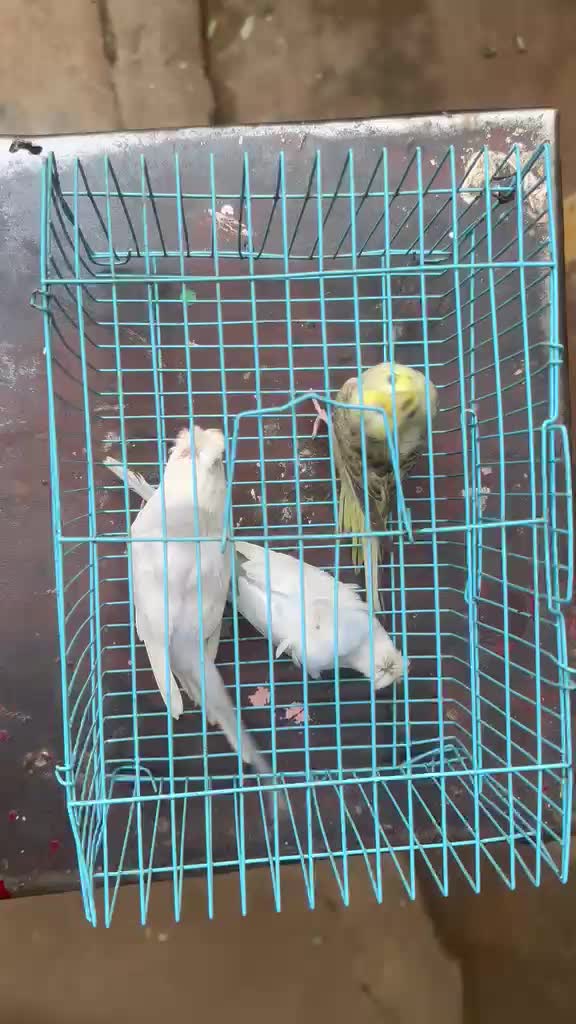 Homer Pigeon, farm video