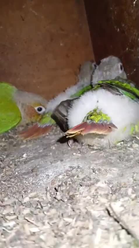 Pineapple Headed Conure, farm video