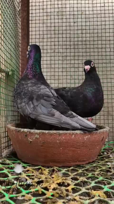 Homer Pigeon, farm video