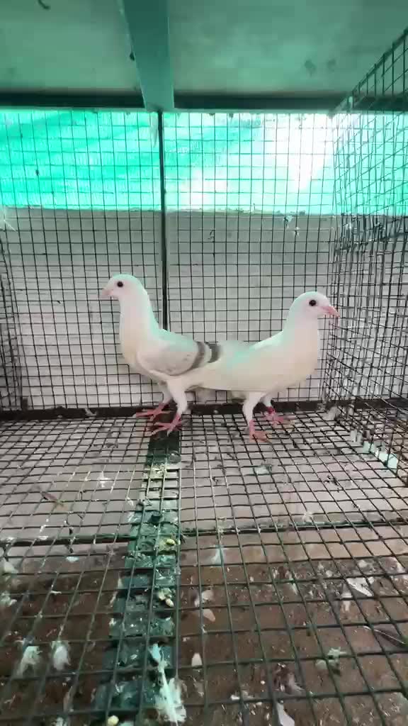Homer Pigeon, farm video