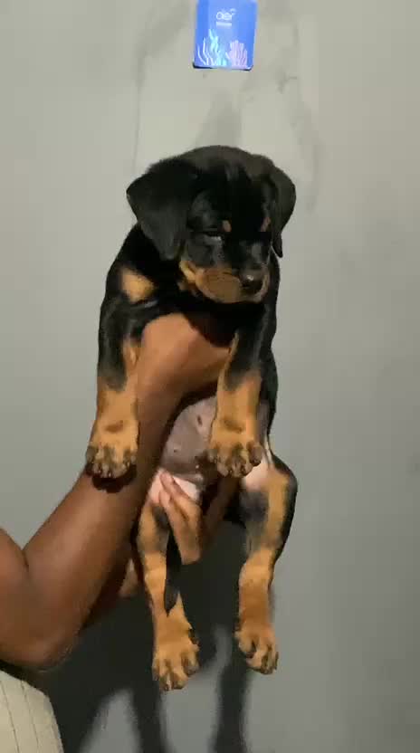 Rottweiler Puppy, farm video