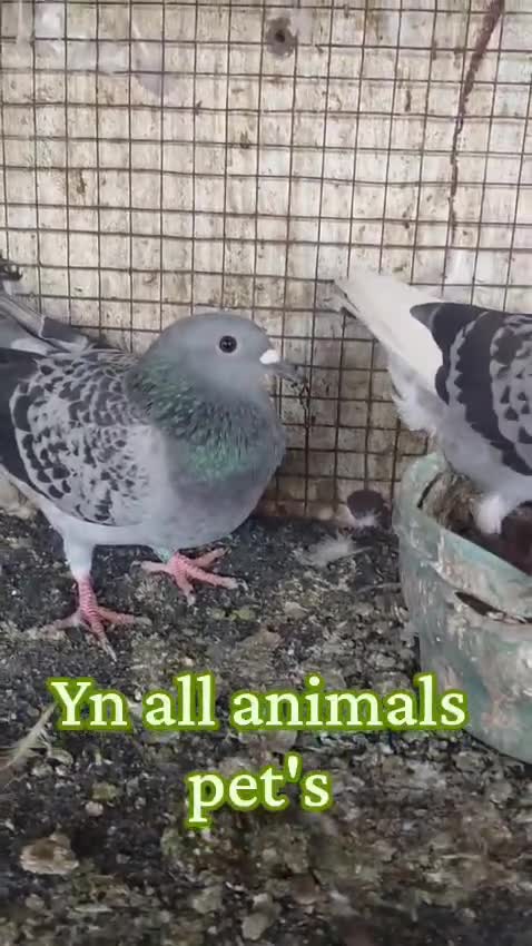 Homer Pigeon, farm video