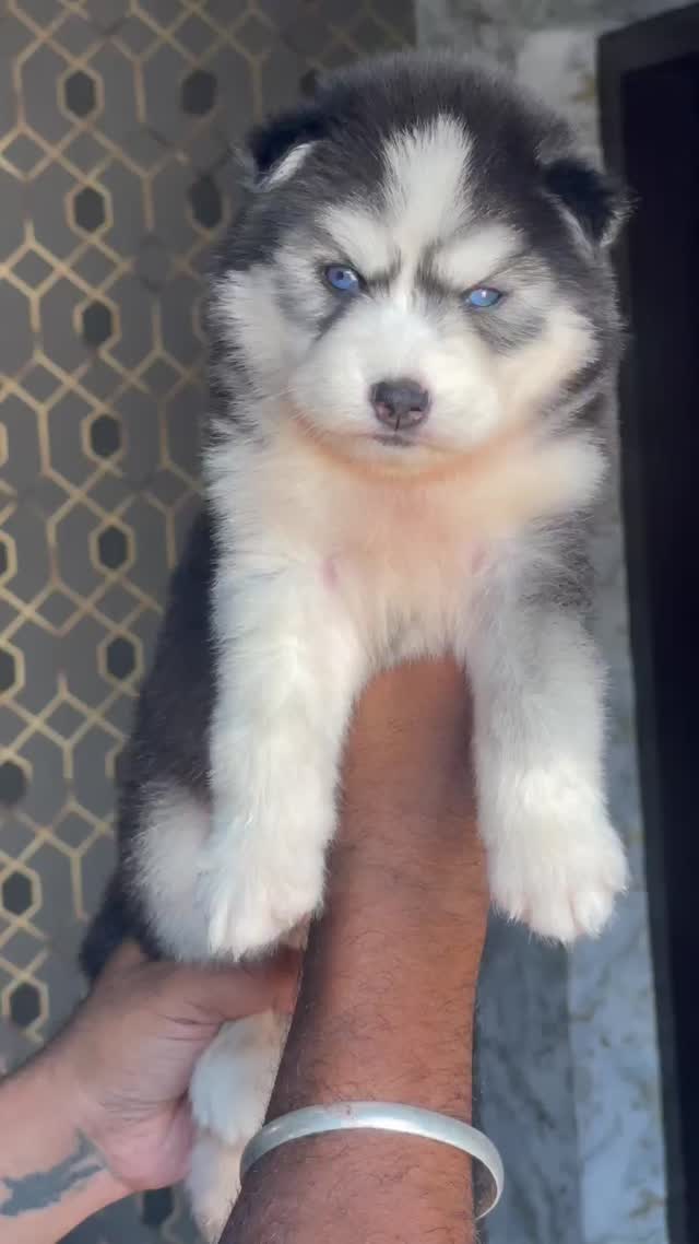 Siberian Husky Puppy | White Color, farm video