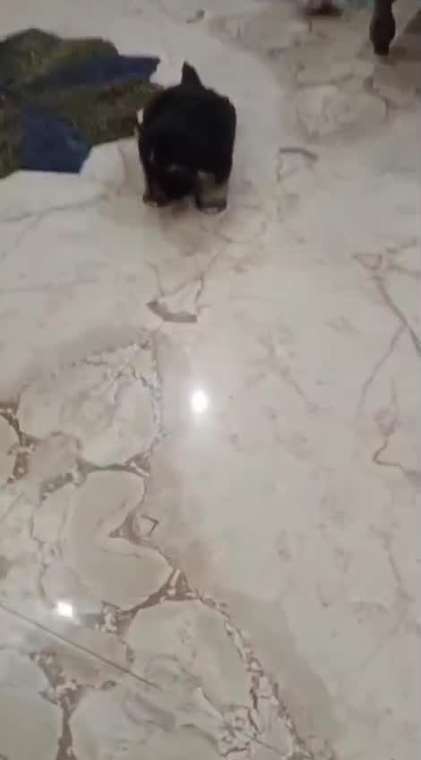 Shih Tzu Puppy Brown & White, farm video